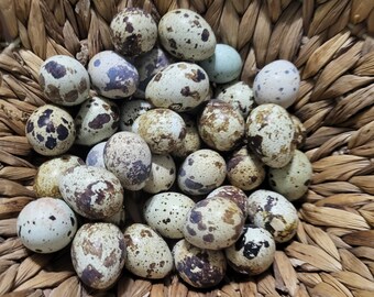 20+ Jumbo Brown Coturnix QUAIL Eggs Free Shipping!