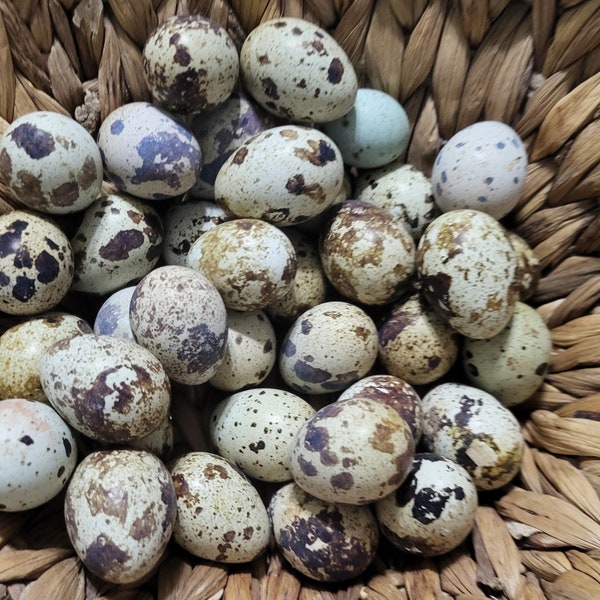 20+ Jumbo Brown Coturnix QUAIL Eggs Free Shipping!