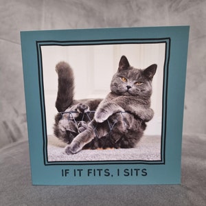 Carte d'anniversaire drôle de chat British shorthair / amoureux des chats si cela convient, je suis assis carte meilleur ami