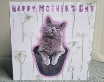 Mother's day card | British shorthair cat card