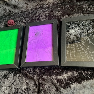 Real Preserved Spiderweb Frame