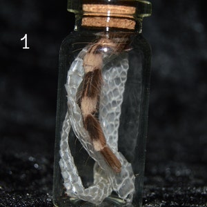 Pequeno frasco de curiosidades de mistura de pele de cobra