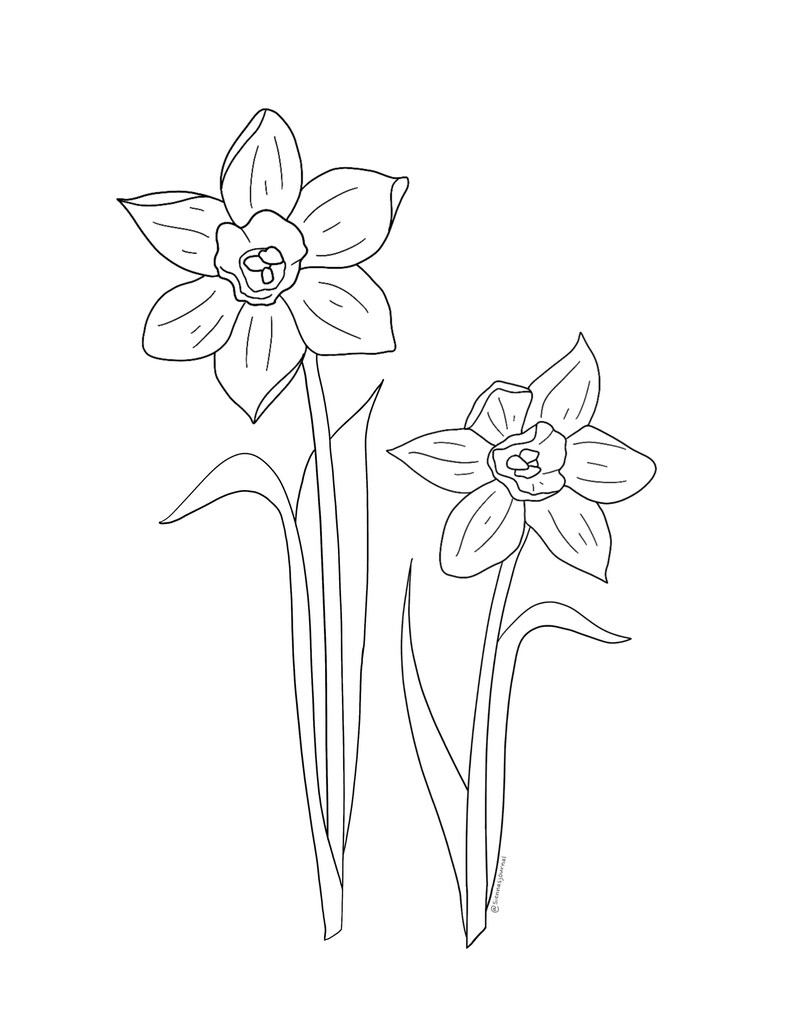 Narcissus Minimalist Line Art Digital Print Line Drawing Art Etsy