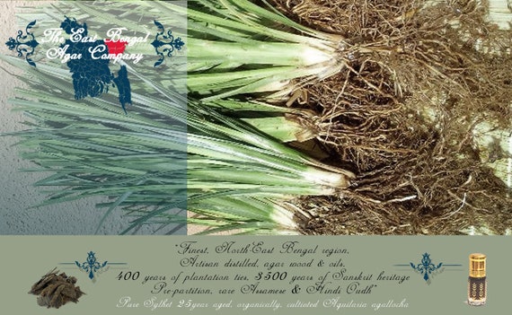 Vetiver in hindi deals