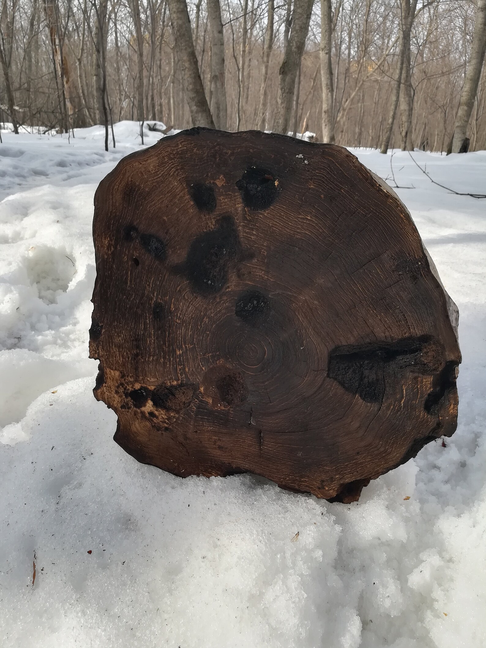 Tree Ring Art Print Tree Ring Print Set of 2 Prints Log Etsy