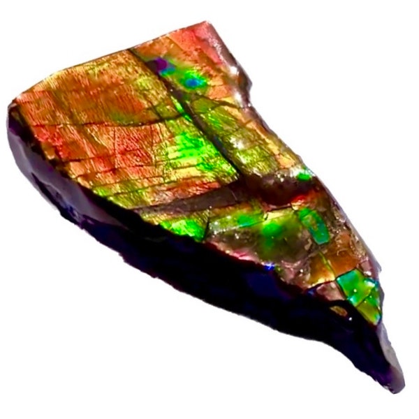 Rare Ammolite Specimen— Prepared Iridescent Ammonite Piece— 46mm x 18mm x 17mm