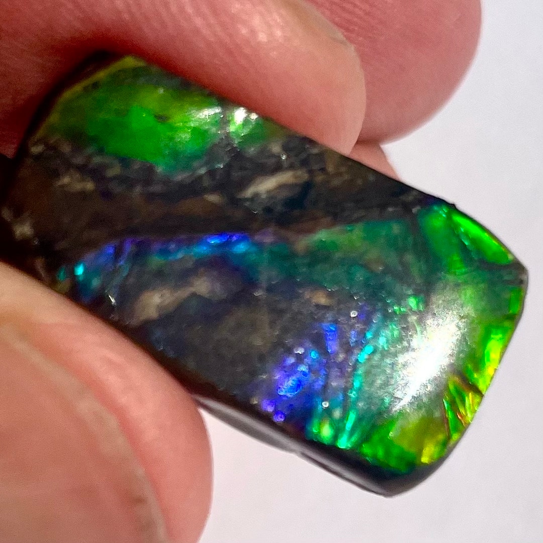 Rare Blue/green Ammolite Specimen— Prepared Iridescent Ammonite Piece ...