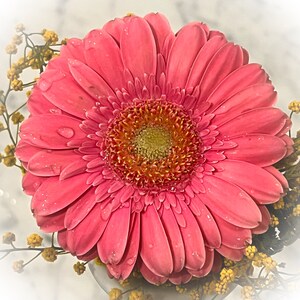 Carte cadeau fête des mères, fleur pour petit ami ou petite amie, carte de la Saint-Valentin, carte pour la Saint-Valentin, cadeau pour petite amie carte fleur