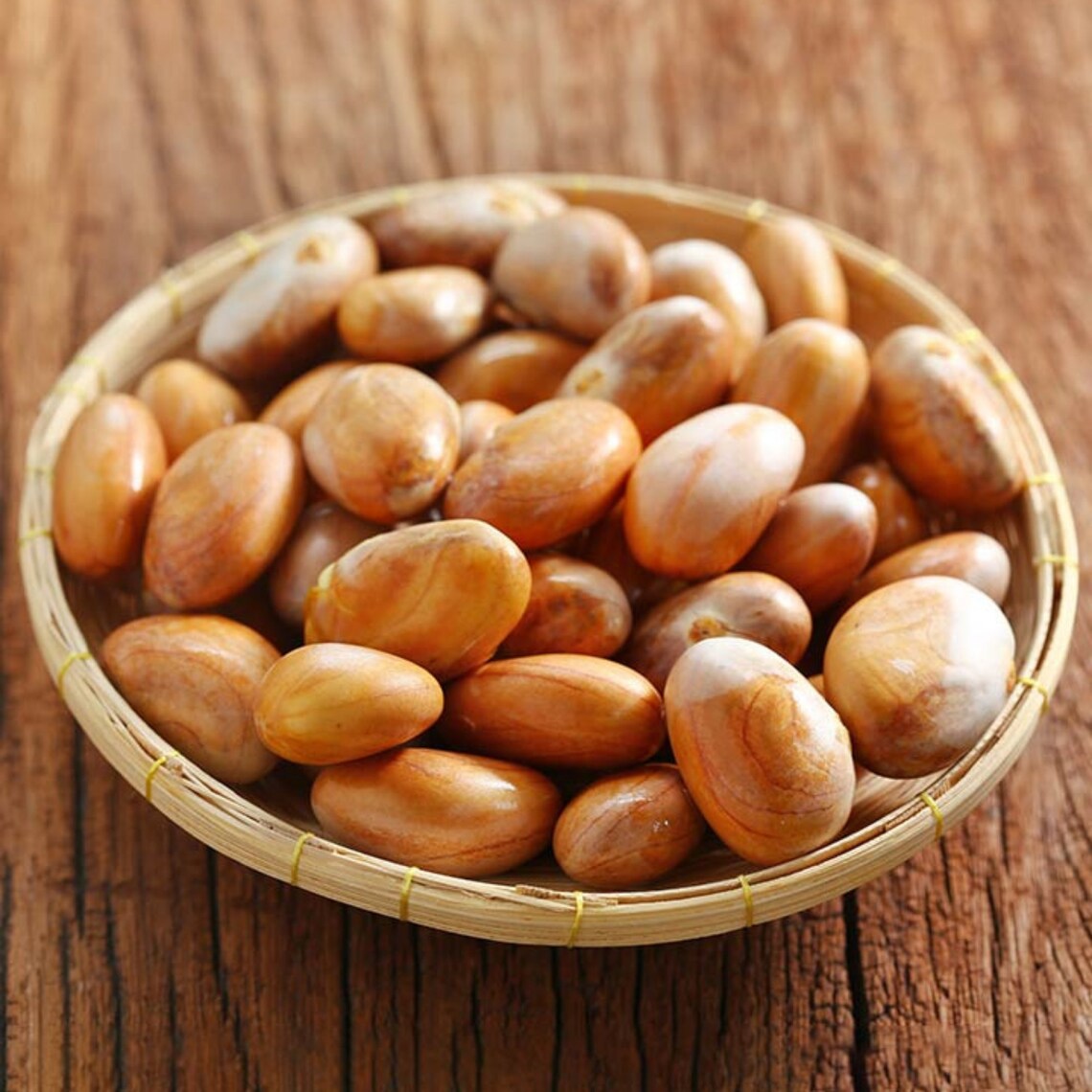 Jackfruit Seeds Sprouted Jack Seeds Artocarpus Heterophyllus Etsy