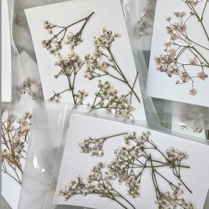 Dried Flowers | DIY Flowers | Dried Baby&#39;s Breath | Dried Babys Breath | Dried Leaves | DIY Pressed Flowers | Resin Art | Ships from USA