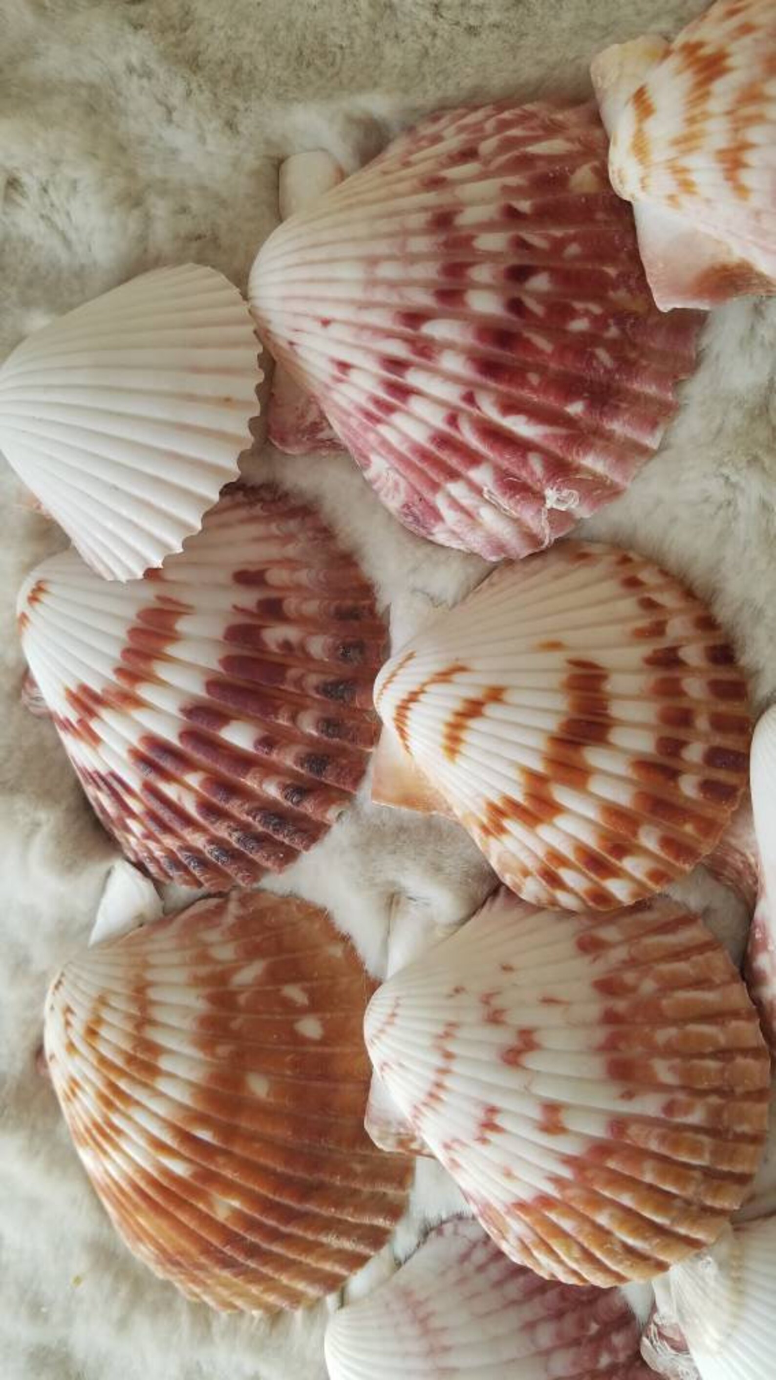 16 Calico Atlantic Ocean Scallop Shells Etsy