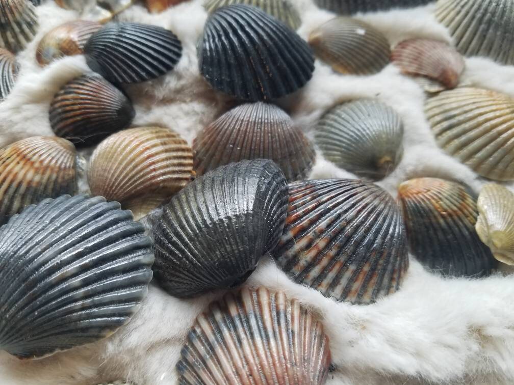 50 shellacked Atlantic Ocean shells | Etsy