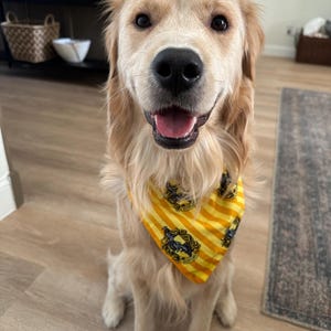 Puede incluir: Un perro golden retriever con un pañuelo a rayas amarillas y negras con un escudo. El perro está sonriendo con la boca abierta, mostrando su lengua rosada. El perro está sentado en un suelo de madera de color claro.
