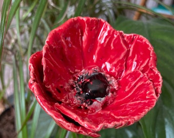 coquelicot