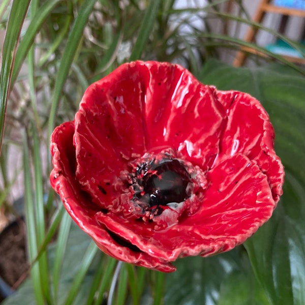 coquelicot