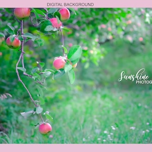 Apple Orchard digital photography background