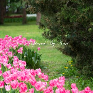 Pink Tulips Digital Background