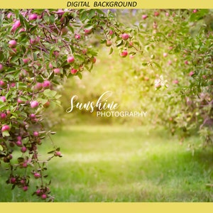 Apple Orchard digital background