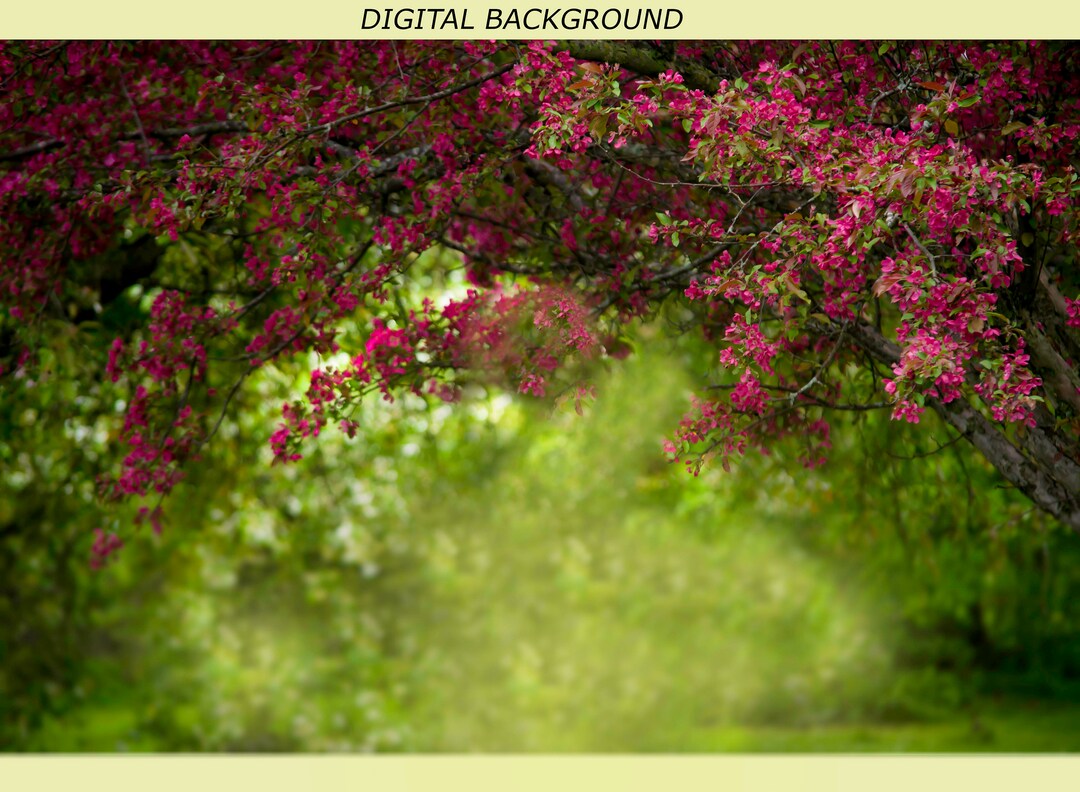 Pink Spring Blooming Trees - Etsy