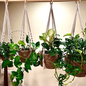 May include: Three macrame plant hangers with different plants hanging from them. The hangers are made of white rope and have a simple design. The plants are a variety of green and have different leaf shapes.