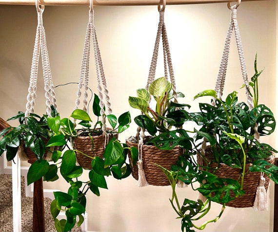 buy money plant Buy Money Tree Braided - Good Luck Tree