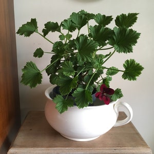 May include: A geranium plant in a white handled pot, with lush green foliage and a deep red flower. The pot sits on a wooden surface. The background is a plain wall, with a wooden cabinet and a clock.