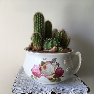 May include: A white ceramic cup-shaped planter, filled with green cacti of different sizes. The planter is decorated with a floral pattern of pink and white roses. It rests on a white lace doily.