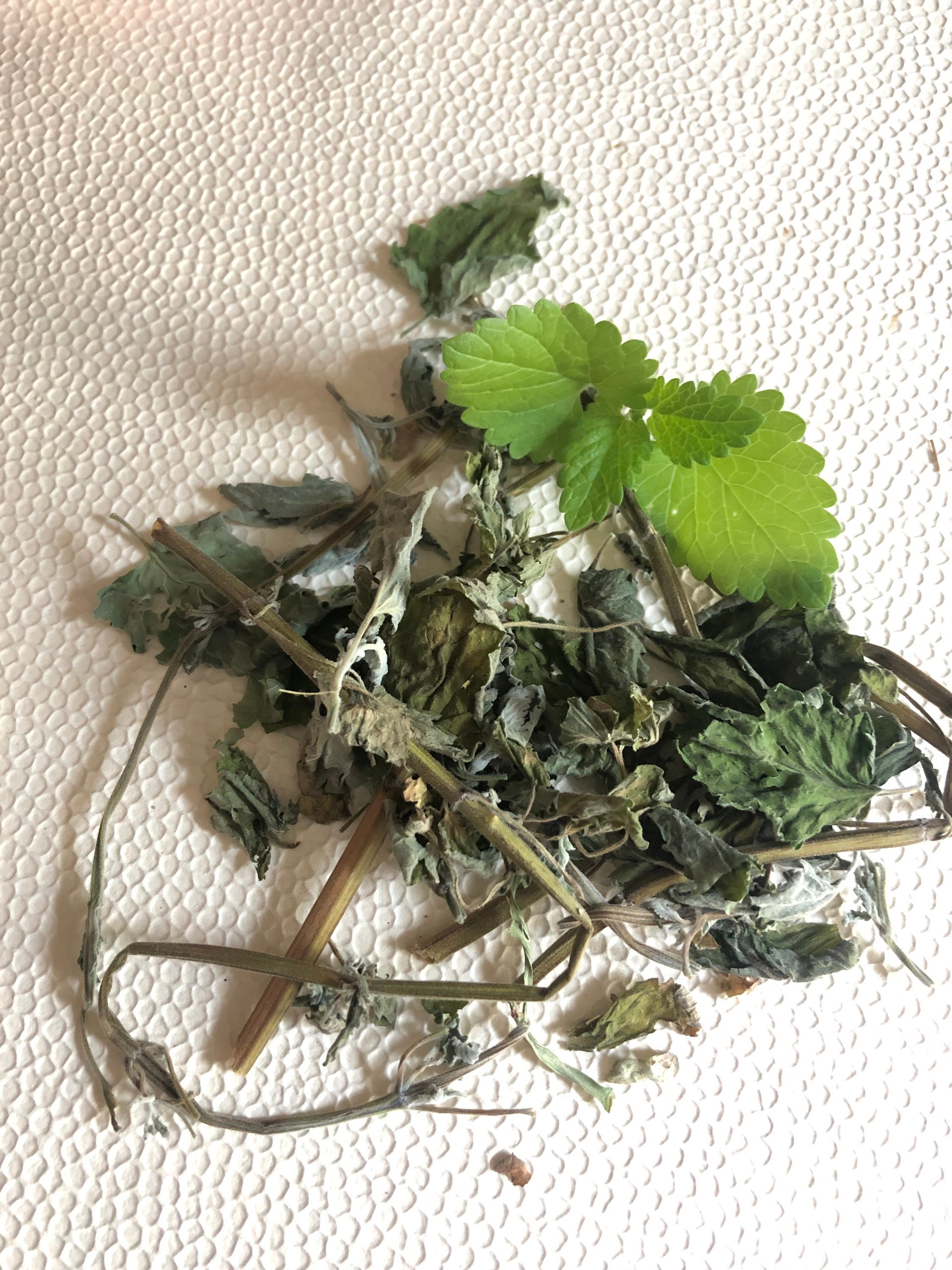 Fresh Catnip Seeds Pack of 30 Etsy
