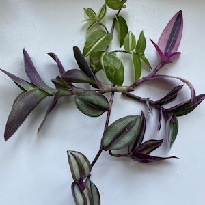 Cuttings Tradescantia Inch Plants | Nanouk | Zebrina | Pale Puma | Baby Bunny Bellies | Fluminensis | Pink Panther | Bolivian Jewel
