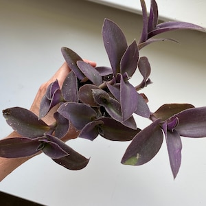 May include: A Tradescantia pallida plant featuring multiple stems with pointed, lance-shaped leaves in a deep, saturated purple hue. The foliage has a slightly fuzzy texture and is arranged in an alternating pattern along the stems, extending outward from a central root base.