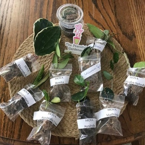 May include: An assortment of Hoya plant cuttings, labeled with their varieties, including 'Macrophylla', 'Rosita', and 'Australis'. The cuttings are packaged in small plastic bags and arranged on a woven mat. A small container of soil and a sticker that says "The Peaceful Gardener" are also present.