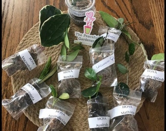 Hoya Cuttings | Hoya Pubicalyx, Wayetii, Crimson Princess, Queen, Hindu rope, Macrophylla, Burtoniae, Brevialata, Lacunosa, Fungii