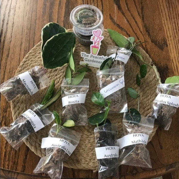 Hoya Cuttings | Hoya Pubicalyx, Wayetii, Crimson Princess, Queen, Hindu rope, Macrophylla, Burtoniae, Brevialata, Lacunosa, Fungii