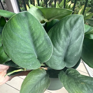 May include: A close-up of a potted plant with large, heart-shaped, dark green leaves. The leaves have a textured appearance and a slight sheen. The plant is in a dark green pot, and the background is blurred.