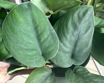 Cutting Jade Satin Pothos | Scindapsus | US Seller | LIMITED