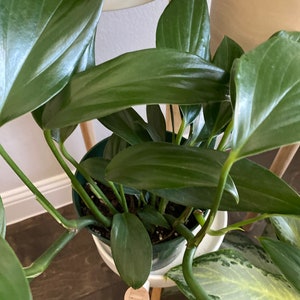 Cutting - Dragon Tail | Rhaphidophora Decursiva | Philodendron, Monstera.