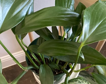 Cutting - Dragon Tail | Rhaphidophora Decursiva | Philodendron, Monstera.