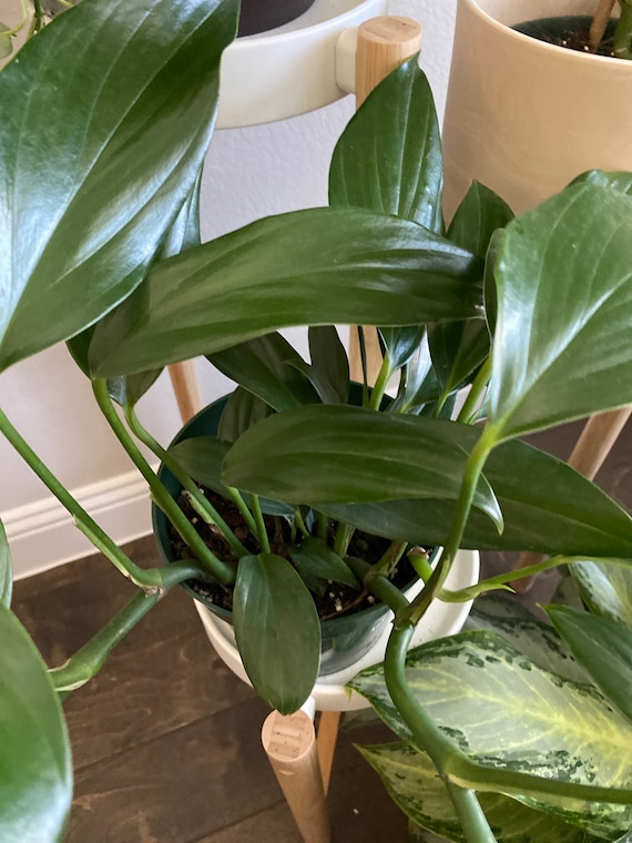 Cutting - Dragon Tail | Rhaphidophora Decursiva | Philodendron, Monstera.