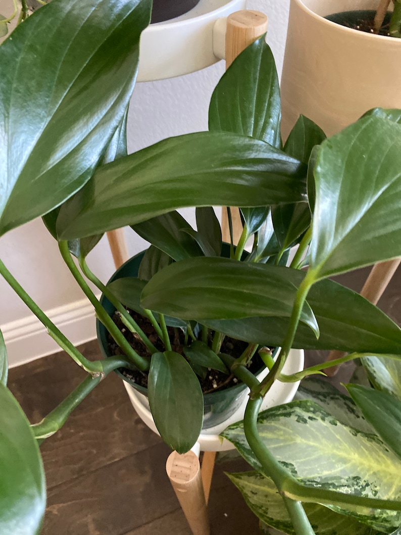 May include: A close-up of a potted plant with large, glossy, dark green leaves. The plant is in a white pot, and the leaves have a smooth texture. The plant is on a wooden plant stand.