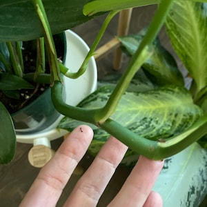 May include: Close-up of a green plant stem with a finger touching it. The plant has large, green leaves and is in a white pot. The stem is a vibrant green colour.