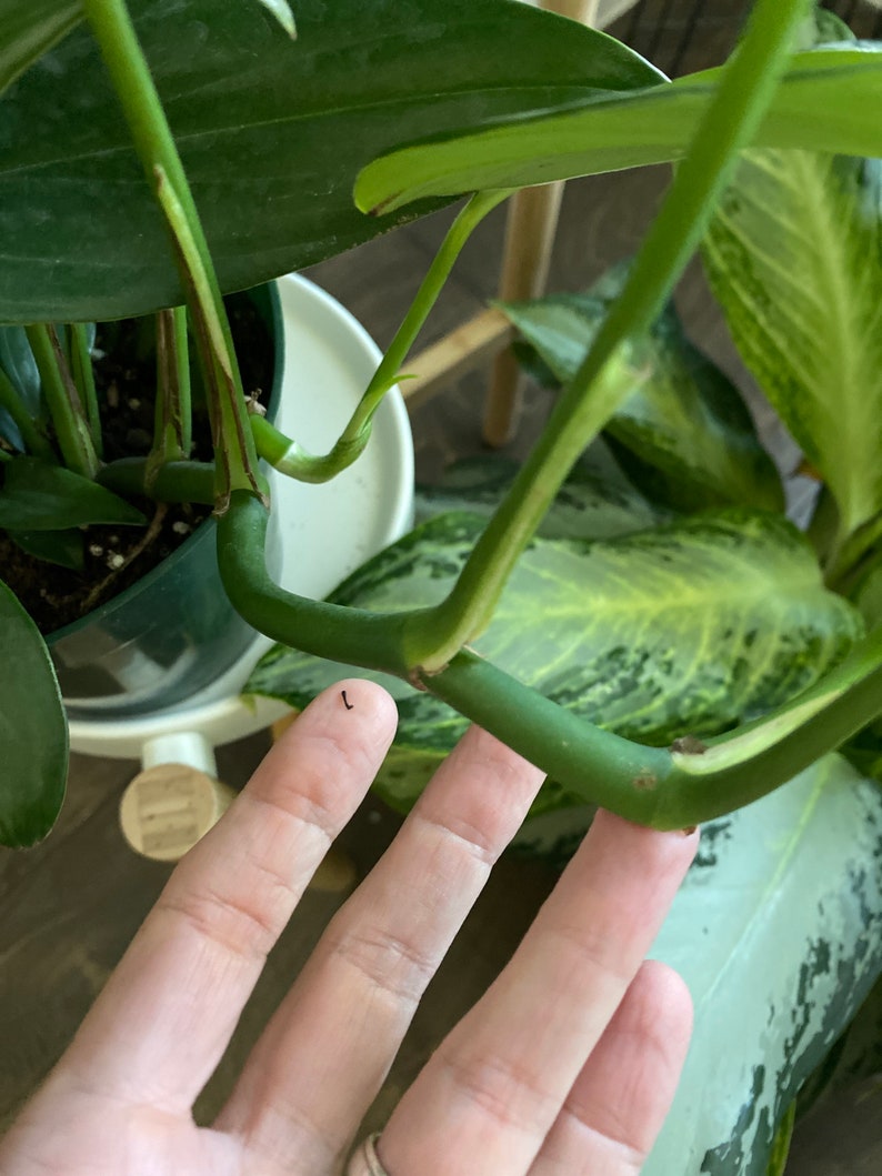 May include: Close-up of a green plant stem with a finger touching it. The plant has large, green leaves and is in a white pot. The stem is a vibrant green colour.