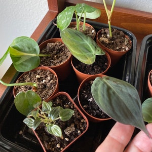 Baby Starter Plants. Hoya Pubicalyx, Nanouk, Cebu Blue, Exotica, Philodendron Neon, String of Pearls/Tears/Hearts, Hoya Chelsea, Lacunosa