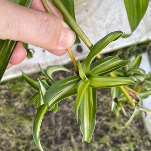 May include: Close-up of a spider plant with long, green and white striped leaves. The plant is held by a hand, showing the detail of the leaves and stems. The plant has a vibrant, healthy appearance.
