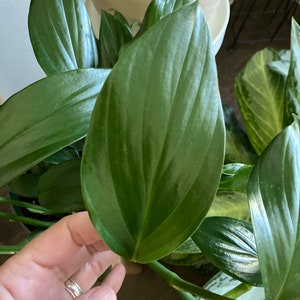 May include: A close-up shot of a large, glossy green leaf, showcasing its detailed veining. The leaf is part of a houseplant, with other leaves and stems in the background. The plant looks healthy and well-maintained.