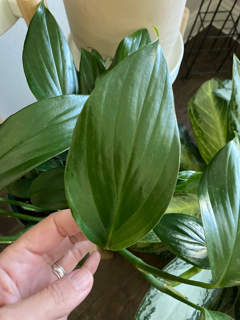 May include: A close-up shot of a large, glossy green leaf, showcasing its detailed veining. The leaf is part of a houseplant, with other leaves and stems in the background. The plant looks healthy and well-maintained.