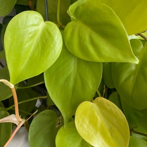 Cuttings | Neon Philodendron | Lemon Lime Philodendron