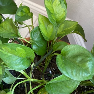 Cutting Global Green Pothos | Epipremnum Aureum | US Seller | LIMITED