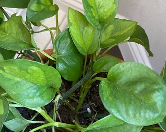 Cutting Global Green Pothos | Epipremnum Aureum | US Seller | LIMITED