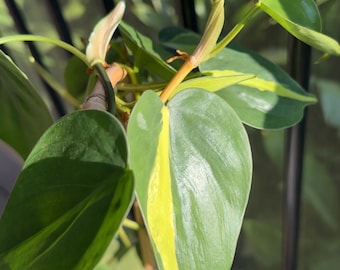Houseplant Cuttings Bundle: Pothos, Philodendron, Hoya, Tradescantia Plants