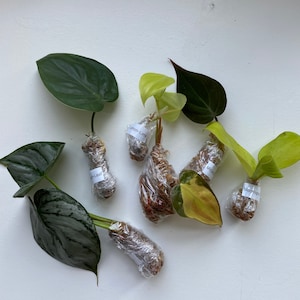 Cuttings - Philodendron: Monstera, Brazil, Micans, Silver Stripe, Heart-Leaf, Brandi, Neon